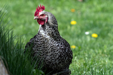 chicken in the grass
