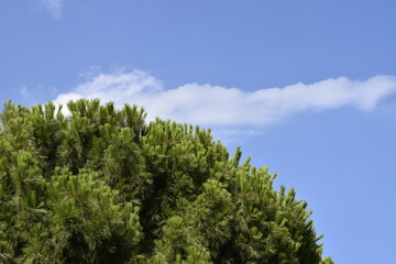 The dense crown of a pine against a blue sky with white clouds.