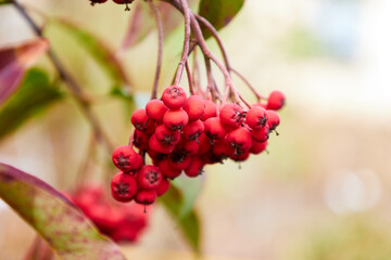 Cotoneaster salicifolius var. floccosus, willowleaf cotoneaster