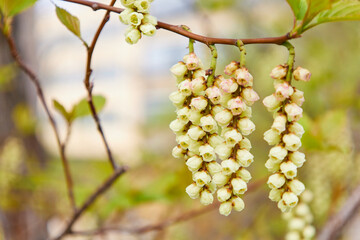 stachyurus praecox