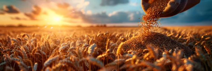 Tuinposter Farmer's hand pouring the dry grain of wheat, A wheat field with the sunset in the background  © a