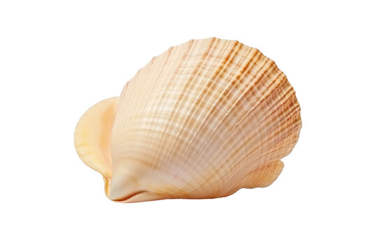 Close Up of Shell on White Background. On a White or Clear Surface PNG Transparent Background..