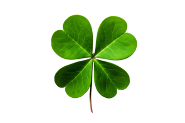 Four Leaf Clover on White Background. On a White or Clear Surface PNG Transparent Background..
