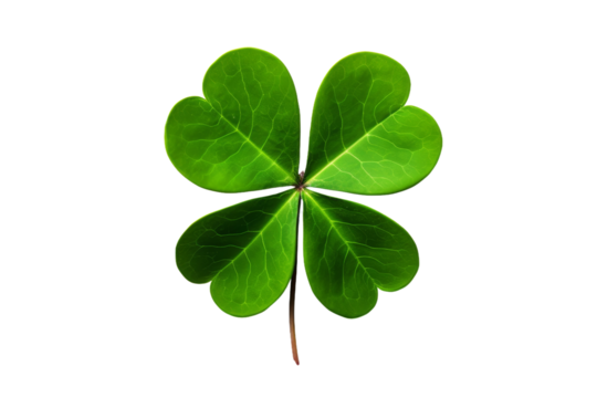 Four Leaf Clover on White Background. On a White or Clear Surface PNG Transparent Background..