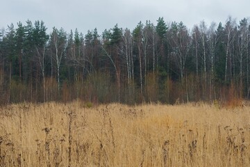 Autumn landscape with dried grass in the field and a front view of leafless trees in the forest on a gloomy, overcast day