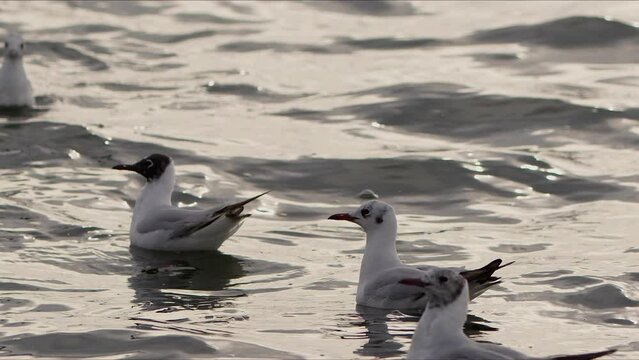 Animal Bird Seagulls on Sea Water