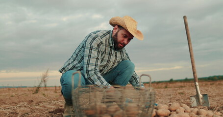 A farmer in the field collects potatoes in boxes. Agriculture, potato entrepreneur, field business,...