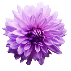 Cornflower like Pink and Purple Flower Isolated on White Background - obrazy, fototapety, plakaty