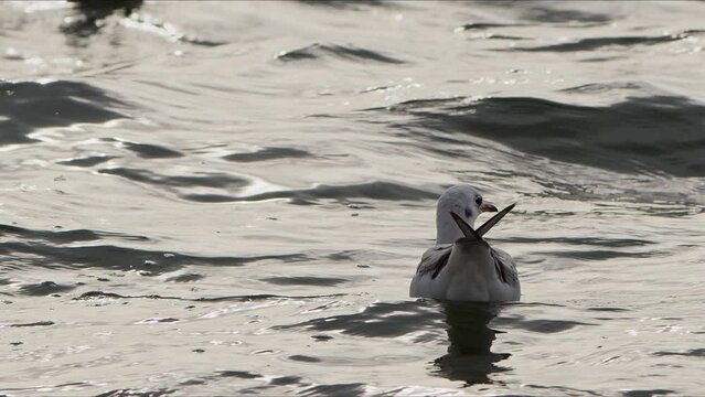 Animal Bird Seagulls on Sea Water