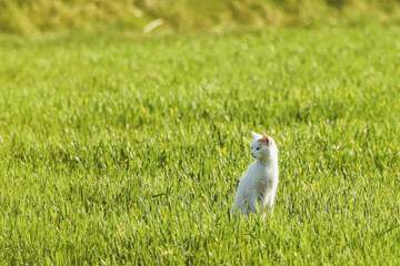 Feline Hunter Moves Stealthily Through Grass