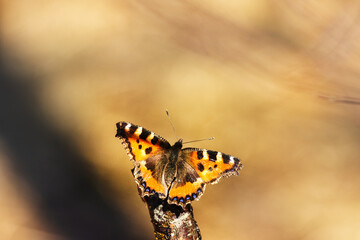 Lesser tortoiseshell (Vanessa urticae) on a broken birch branch feeds on sweet birch syrup (guttation) on a sunny spring day. Carbohydrate nutrition
