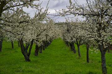Fototapeta premium Kirschblüte in Westhoffen im Elsass