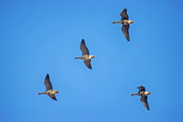 Flock of White-fronted goose (Anser albifrons), migrating geese in the sky. European migration stop-overs, Birds fly full-face, rocketing