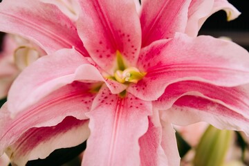 Obraz na płótnie Canvas Close Up Pink Lily Flower 2