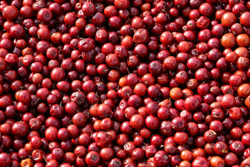 Fresh plum or Grewia asiatica or falsa or phalsa