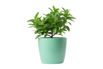 Green-Leafed Potted Plant on White Background. On a White or Clear Surface PNG Transparent Background..