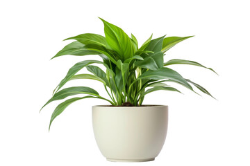 Potted Plant With Green Leaves on White Background. On a White or Clear Surface PNG Transparent Background..