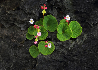 Begonia soluta Craib (Begoniaceae) is an endemic plant in Thailand that grows along the limestone crevices of Doi Hua Mot, Umphang District, Tak Province, Thailand.
