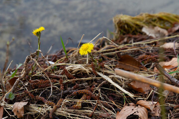 a closeup shot of yellow flowers in a field