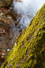 moss on the tree trunk in the forest. abstract environmental backgrounds