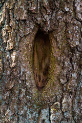 Wooden hole in the bark of a tree, close-up