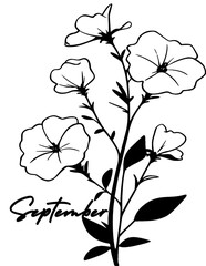 September birth month flowers line art vector illustrations: aster and morning glory,  Hand-drawn black ink sketch-style vector drawings for wall art, jewellery, tattoos, and logo designs.