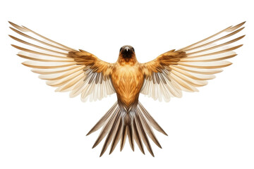 Naklejka premium Bird Soaring in Flight. On a White or Clear Surface PNG Transparent Background..
