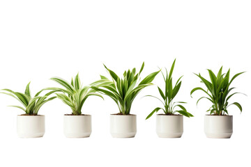 Fototapeta premium Row of Potted Plants Stacked. On a White or Clear Surface PNG Transparent Background..