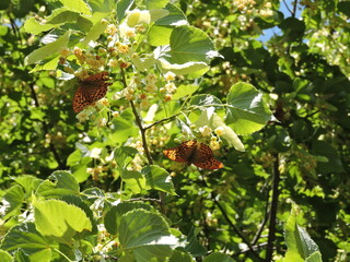 summer butterfly on the tree 