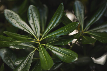 Green floral pattern of leaves with  rain drops. Natural background from above. Texture of green leaves with water drops. Close up of foliage with raindrops. Concept of nature background.