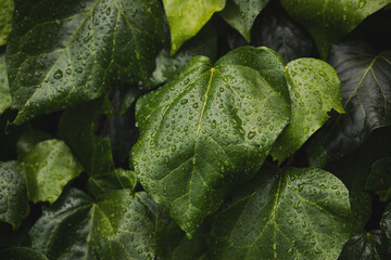 Green floral pattern of leaves with  rain drops. Natural background from above. Texture of green...