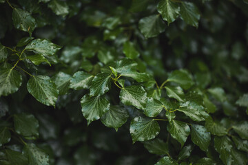 Green floral pattern of leaves with  rain drops. Natural background from above. Texture of green leaves with water drops. Close up of foliage with raindrops. Concept of nature background.