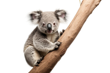 Koala Sitting on a Tree Branch. On a White or Clear Surface PNG Transparent Background..