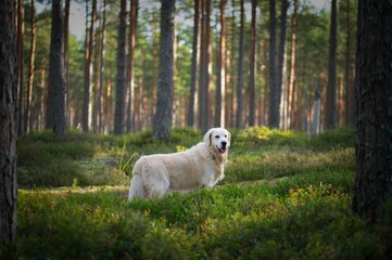 Obraz premium White Golden Retriever in Latvia
