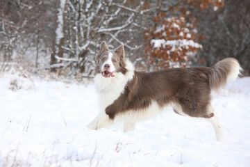 Obraz premium Beautiful border collie in winter