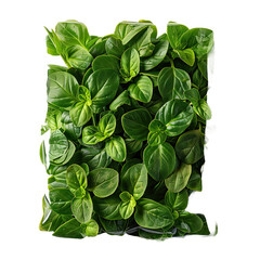 Marjoram in Packaging Isolated On Transparent Background.