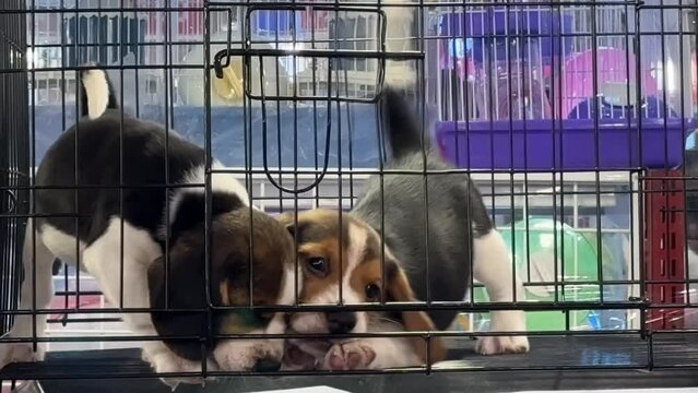 Cute puppies in a cage. Street sale of pets. Dog in a cage for sale at traditional market