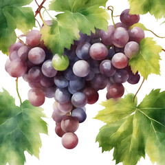 A ripe bunch of grapes hangs from a green vine in a vineyard - obrazy, fototapety, plakaty