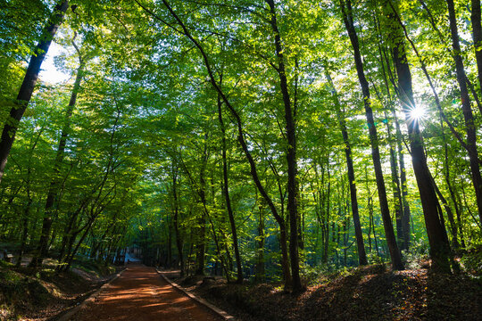 Jogging or running trail in the lush forest and direct sunlight