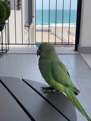 Closeup image of a parakeet perched on the edge of a table on a terrace overlooking the beach