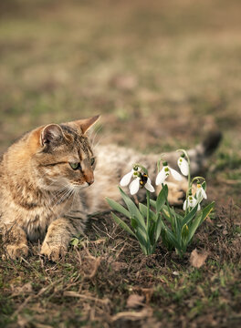 A photo of a brown cat next to a snowdrop bush.