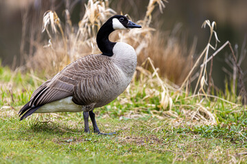 wild canada goose near a lake