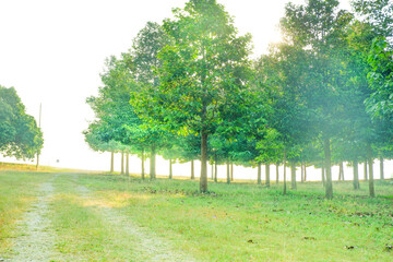Obraz premium Pathway through woods in the morning sun,Walkway With Green Trees in Forest. Beautiful Alley In Park,Pathway Through dark Forest,Deep tropical jungles.