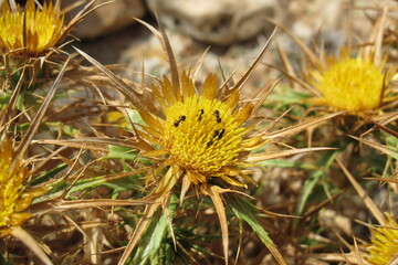 G10 Flor insectos Formentera 2