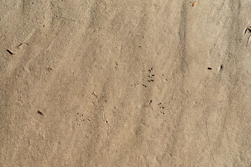 native australian animal footprint in the sand on the  beach in tasmania australia