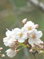 Obraz premium cherry blossoms bloom