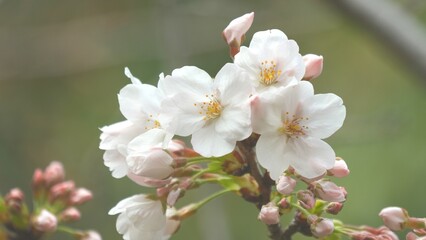 cherry blossoms bloom