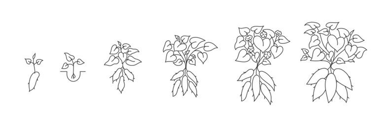 The sweet potato plant growth stages. Yams growing cycle. Harvest progression. Editable outline stroke. Vector line paths illustration.
