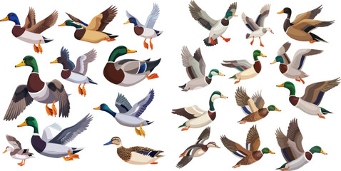 Mallard duck, cute flying goose and green headed swimming canard - obrazy, fototapety, plakaty