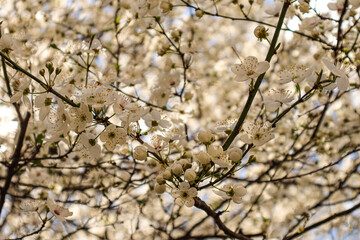 Several spring flowers on a tree branch on a light background. Cherry blossoms, white flowers on a white background. Japanese sakura. Pollen of the flower. A flowering tree in the village.